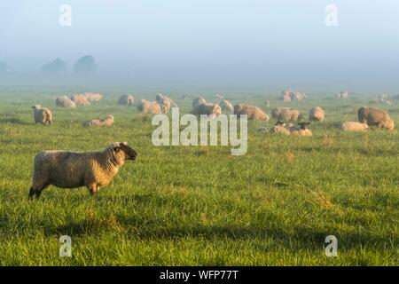 Francia, Somme, Baie de Somme, Saint Valery sur Somme, pecore di prati salati in Baie de Somme Foto Stock