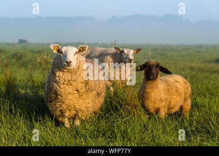 Francia, Somme, Baie de Somme, Saint Valery sur Somme, pecore di prati salati in Baie de Somme Foto Stock