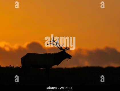 Tule Elk silhouette (Cervus canadensis nannodes) Bull, Point Reyes National Seashore, California Foto Stock