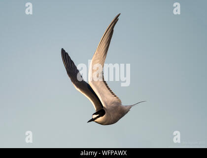 Isole Aleutine Tern volando sul territorio di allevamento in Nome Alaska Foto Stock