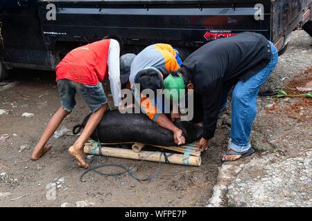 Indonesia Sulawesi island, Toraja paese, Tana Toraja Tana Toraja, Rantepao, mercato di maiale Foto Stock