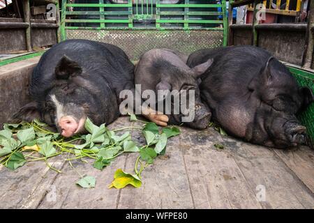 Indonesia Sulawesi island, Toraja paese, Tana Toraja Tana Toraja, Rantepao, mercato di maiale Foto Stock