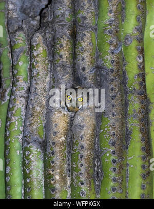 Gufo di Elfo (Micrathene whitneyi) a Saguaro Cactus (Carnegiea gigantea), deserto di Sonora, Arizona, Nord America Foto Stock