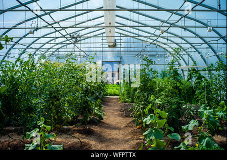 Serra interno con la piantagione di diverse verdure Foto Stock