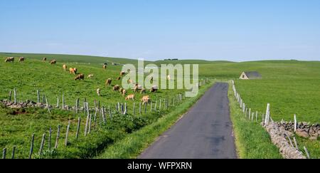 Francia, Aveyron, Aubrac Parco Naturale Regionale vicino a Laguiole Foto Stock