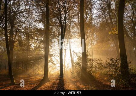 Rance, Somme (80), Crécy foresta, Crécy-en-Ponthieu Crécy la foresta ed i suoi faggi famoso per la qualità del loro legno (l'Crécy faggio bianco), all'inizio dell'autunno, mentre i raggi del sole di forare la nebbia Foto Stock