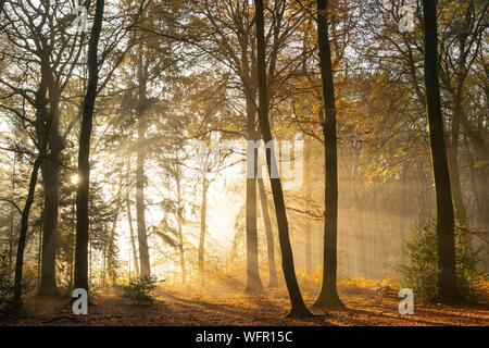 Rance, Somme (80), Crécy foresta, Crécy-en-Ponthieu Crécy la foresta ed i suoi faggi famoso per la qualità del loro legno (l'Crécy faggio bianco), all'inizio dell'autunno, mentre i raggi del sole di forare la nebbia Foto Stock