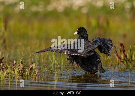 Francia, Somme (80), Baie de Somme, riserva naturale della baia di Somme, Saint-Quentin-en-Tourmont, parco ornitologico Marquenterre di, la folaga (fulica atra - Eurasian Coot) al bagno rendendo i suoi servizi igienici Foto Stock