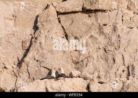 Francia, Somme, Ault, Northern Fulmar (Fulmarus glacialis) nesting in Piccardia scogliere a Ault Foto Stock