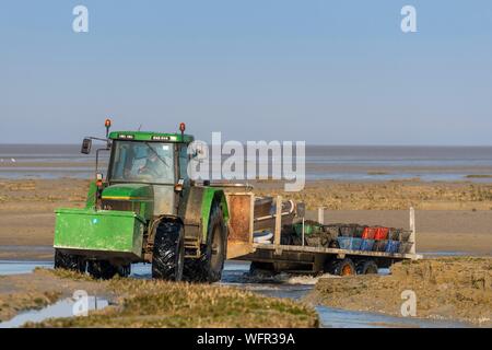 Francia, Somme, Baie de Somme, Riserva Naturale di Baie de Somme Le Crotoy, Maye Beach, le cozze agricoltori tornare in un trattore dalla spiaggia dove si sollevano le cozze Foto Stock