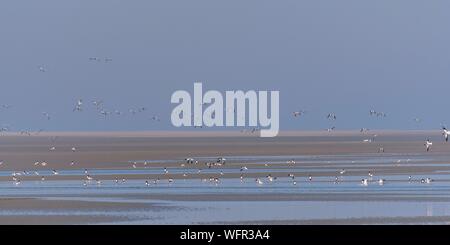 Francia, Somme, Baie de Somme, Riserva Naturale di Baie de Somme Le Crotoy, Maye Beach, volo di shelducks da Belon (Tadorna tadorna, Shelduck comune) con l'arrivo della marea in Baie de Somme Foto Stock