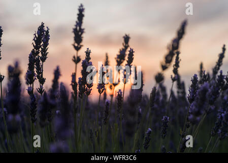 Il tramonto visto attraverso viola i fiori di lavanda in Brihuega Spagna Foto Stock