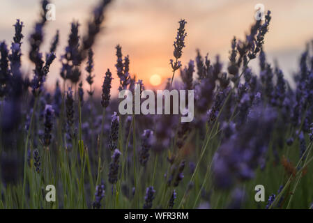 Tramonto visto tra i fiori viola con il sole in background in campi di lavanda in Brihuega Spagna Foto Stock