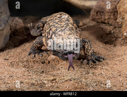 Gila Monster (Heloderma suspectum), una specie di lucertola velenosa originaria degli Stati Uniti sudoccidentali e dello stato messicano nordoccidentale di Sonora Foto Stock