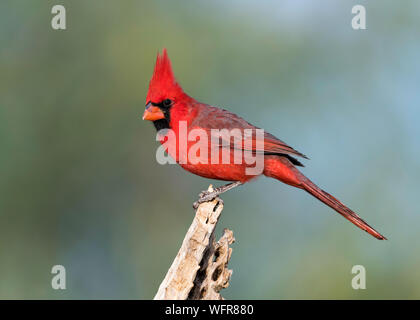 Cardinalis cardinalis (Cardinalis cardinalis), conosciuto colloquialmente come cardinale comune, cardinale rosso, o semplicemente cardinale, è un uccello del genere Cardinali Foto Stock