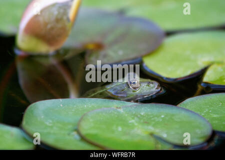 Frog nascosto nel lago di impianto Foto Stock