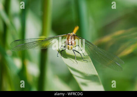 Common Darter Dragonfly in appoggio sulla lamina Foto Stock