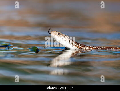 Serpente Gopher (Pituophis catenifer) che nuota, serpente gopher del Pacifico, serpente gopher della costa, serpente gopher occidentale Foto Stock