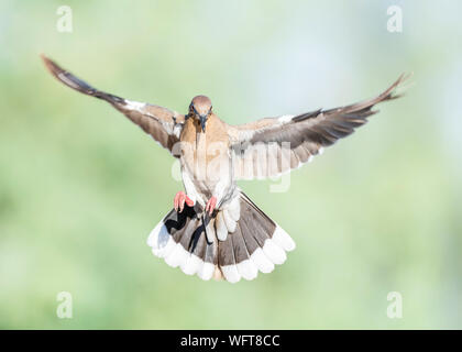 Lutto dove (Zenaida macroura), l'uccello è anche conosciuto come la colomba lutto americana, la colomba pioggia, l'uccello da volo, colloquialmente come la tortora Foto Stock