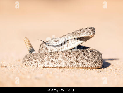 Western Diamondback Rattlesnake nel deserto di Sonora dell'Arizona meridionale Foto Stock
