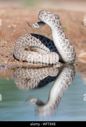 WESTERN Diamondback Rattlesnake (Crotalus atria) nel deserto di Sonora dell'Arizona meridionale Foto Stock