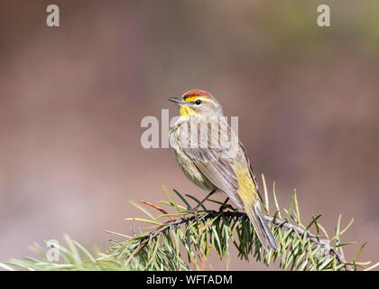 Palma Warbler (Setophaga palmarum) Foto Stock