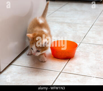 Cucciolo rosso con macchie bianche vicino a Orange Bowl sul pavimento di piastrelle Foto Stock