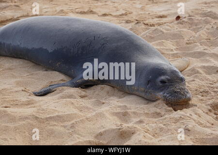Il sigillo di Mistico Hawaiiano si trova sulla spiaggia di Poipu a Kauai. La foca monaca, una specie in pericolo, dorme spesso nella sabbia per ore durante il giorno. Foto Stock