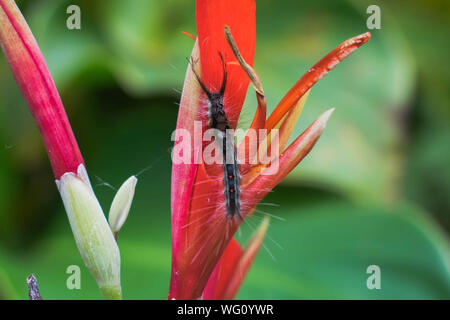 Nero caterpillar peloso appoggiato su un fiore rosso Foto Stock