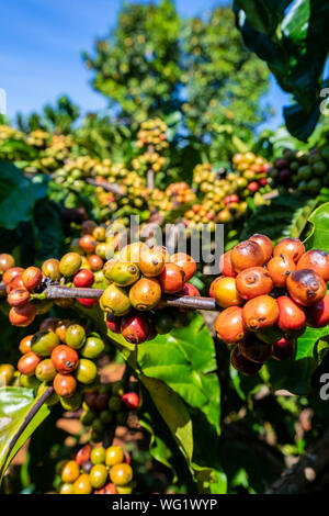 Robusta Arabica e bacche di caffè su albero in fattoria, Gia Lai, Vietnam Foto Stock