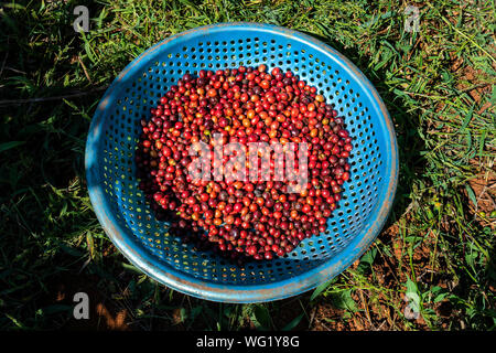 Robusta Arabica e bacche di caffè con il contadino le mani, Gia Lai, Vietnam Foto Stock