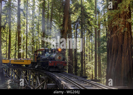 Felton, California - Agosto 31, 2019: Roaring Camp' Dixiana Shay Treno a Vapore su traliccio attraversando Redwoods in Santa Cruz Mountains. Foto Stock