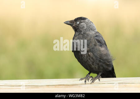 Un grazioso Taccola Corvus monedula, appollaiate su una staccionata in legno in corrispondenza del bordo di un campo. Foto Stock