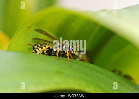 Tree wasp o carta wasp molto vicino fino riparo dal calore latino Polistes dominulus o simili gallicus dolichovespula sylvestris su una calla lily Foto Stock