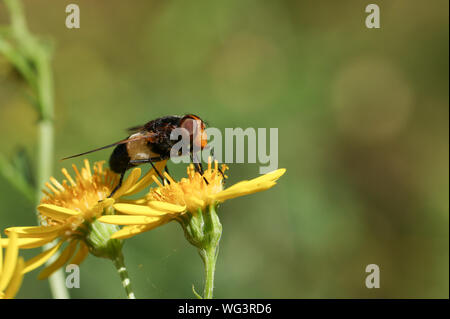 Un grazioso Hoverfly, volare pellucida, Volucella pellucens, nectaring da un fiore. Foto Stock