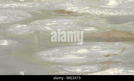 Fontana vaso di vernice pool di fango a Yellowstone Foto Stock