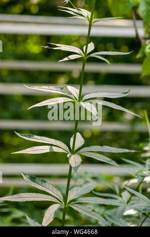 Lo stelo di un Culver di radice di pianta (Veronicastrum virginicum), con 6 foglie whorled per segmento. Sedgwick giardini sul lungo Hill Station wagon, in Beverly, MA Foto Stock