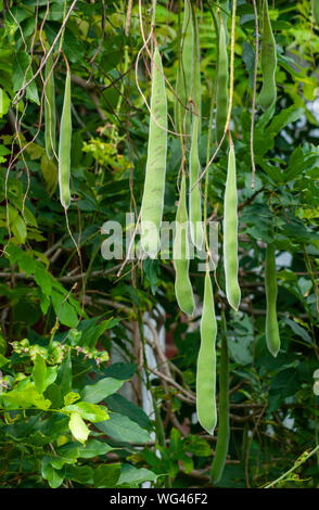 Il seme cialde del glicine giapponese impianto (Wisteria floribunda). Sedgwick giardini sul lungo Hill Station wagon, in Beverly, MA Foto Stock