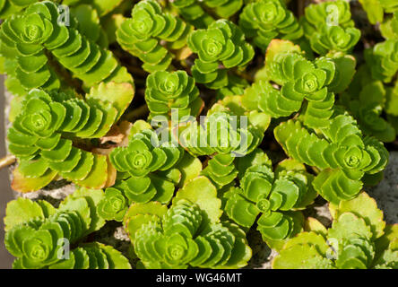 Sedum spurium (Caucasica stonecrop). Primo piano. Sedgwick giardini sul lungo Hill Station wagon, in Beverly, MA Foto Stock