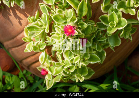 Variegata di baby sun rose impianto (Mesembryanthemum cordifolium) in fiore,in un vaso di terracotta. Sedgwick giardini sul lungo Hill Station wagon, in Beverly, MA Foto Stock