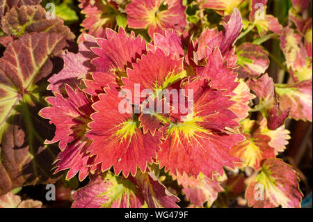 Primo piano delle foglie variegate sorprendentemente colorate di una pianta Coleus in un giardino cottage. Sedgwick Gardens sulla tenuta di Long Hill, a Beverly, ma Foto Stock