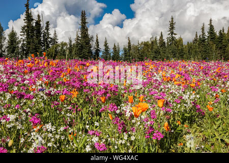 Colorati prati fioriti con sfondo di foresta, Penisola di Kenai, Alaska Foto Stock