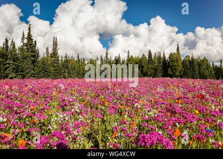 Colorati prati fioriti con sfondo di foresta, Penisola di Kenai, Alaska Foto Stock