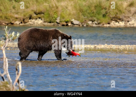 Alaskan orso bruno (orso grizzly) alimentazione sul Salmone Sockeye, Moraine Creek, Katmai National Park, Alaska Foto Stock