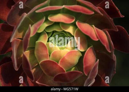 Aeonium arboreum piante succulente isolato Foto Stock