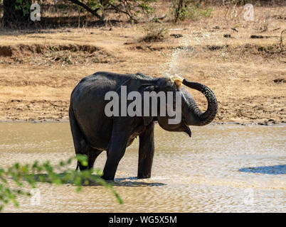 Elephant prende una doccia nel lago Foto Stock