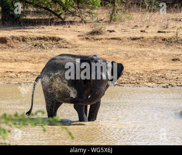 Elephant prende una doccia nel lago Foto Stock