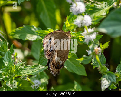 Un giapponese dryad butterfly, Minois dryas, poggia su foglie accanto a un campo nella parte occidentale di Yokohama, Giappone. Foto Stock