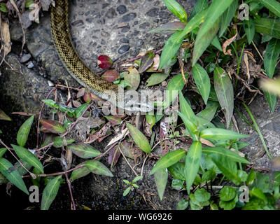 Un ratto giapponese serpente Elaphe climacophora, schlittert lungo il lato del piccolo headwater di Izumi fiume a Yokohama, Giappone. Foto Stock