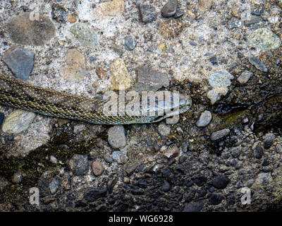 Un ratto giapponese serpente Elaphe climacophora, schlittert lungo il lato del piccolo headwater di Izumi fiume a Yokohama, Giappone. Foto Stock